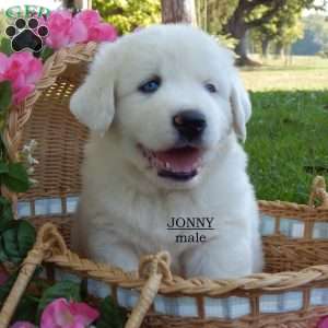 Johny, Great Pyrenees Puppy